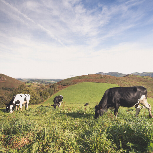 La route du lait 