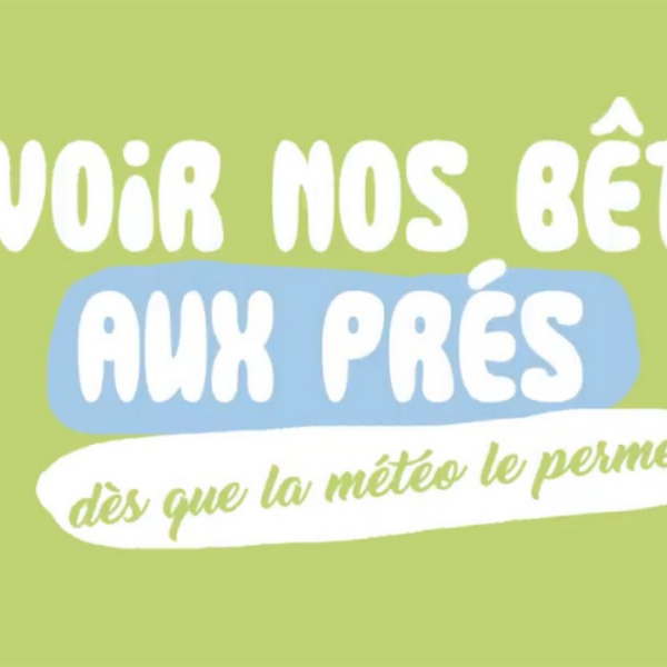 Des vaches au pré dès que la météo le permet