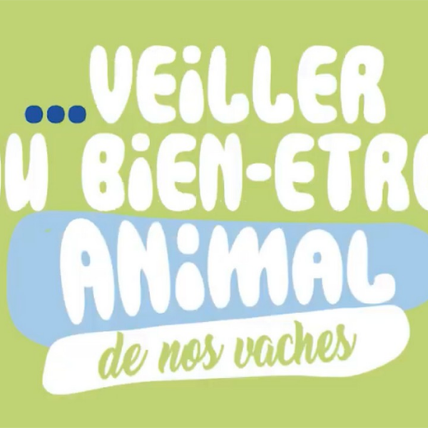Nous veillons au bien-être de nos vaches